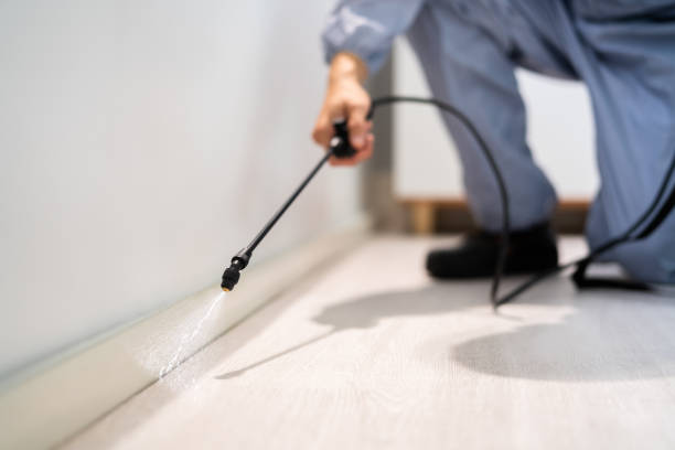 Licensed Wasp Removal service in Galesburg, IL - Show Me Pest Control